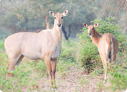 Jim Corbett National Park