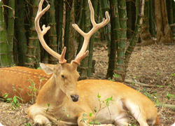 Kanha National Park