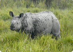 Kaziranga National Park