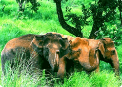 Periyar Wildlife Sanctuary