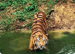 Ranthambore Wildlife Sanctuary